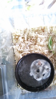 �J�����Xo(*�܁\��*)o