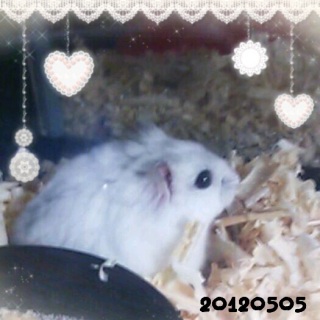 �V�����Ƒ�