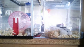 ���H����