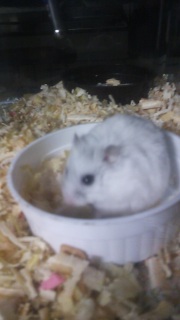 ���H�����Ă��