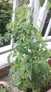 �v�`�g�}�g